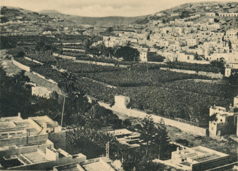 GUINIGUADA, FINCAS DEL PAMBASO Y RISCO SAN NICOLÁS