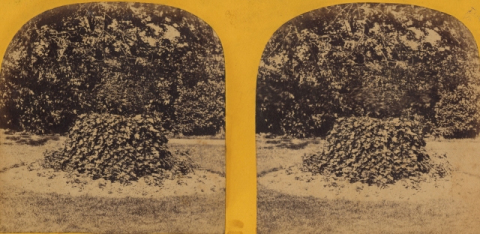 JARDÍN EN TAFIRA