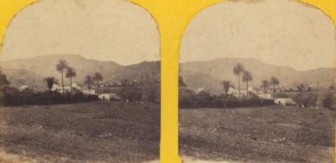 PALMERAS Y CASA DE LOS MANRIQUE