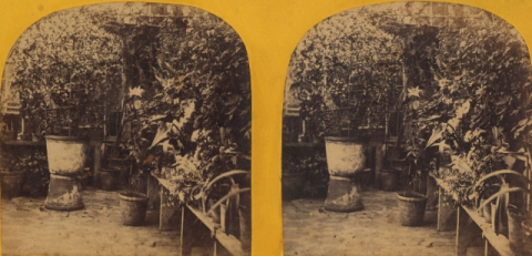 PLANTAS DE JARDÍN