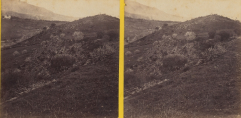 VISTA DEL MONTE LENTISCAL