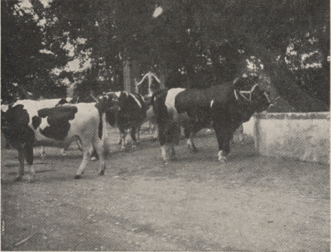 VACAS