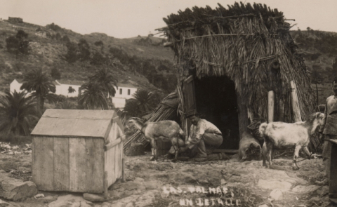 LOMO BLANCO, ORDEÑANDO CABRAS
