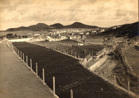 FINCAS DEL BARRANCO DE LA BALLENA