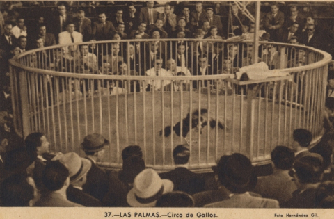 PELEA DE GALLOS EN EL CIRCO CUYÁS