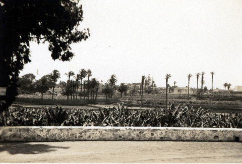 PLATANERAS DE TAMARACEITE