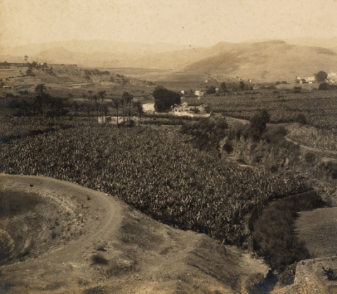 VEGA DE TAMARACEITE