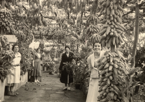PIÑAS DE MILLO