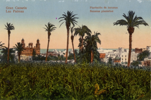 FINCAS DE PLATANERAS DEL PAMBASO Y CATEDRAL