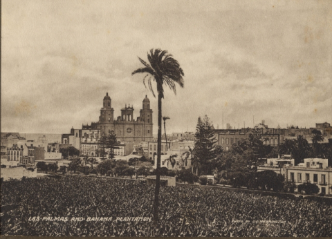 FINCAS DEL PAMBASO Y CATEDRAL