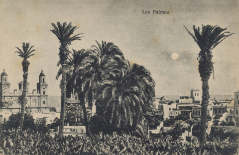FINCAS Y PALMERAS DEL PAMBASO CON LA CATEDRAL