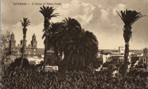 FINCAS Y PALMERAS DEL PAMBASO CON LA CATEDRAL