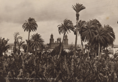 PLATANERAS Y PALMERAS DEL PAMBASO CON LA CATEDRAL AL FONDO