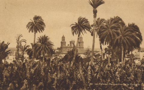 PLATANERAS Y PALMERAS DEL PAMBASO. CATEDRAL