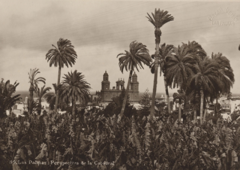 PLÁTANOS Y PLATANERAS DE PAMBASO CON LA CATEDRAL AL FONDO
