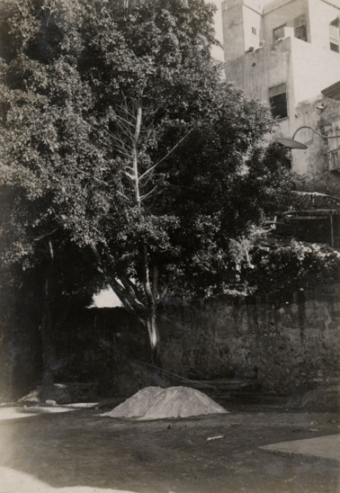 PATIO Y ARBOLES. TRASERA DEL TORIL