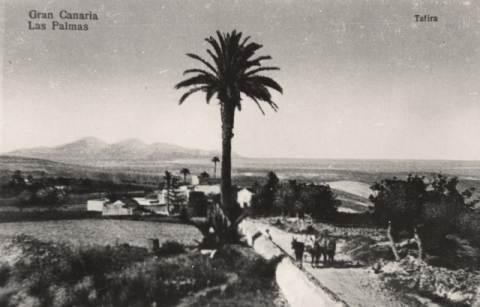 CAMINO DE TAFIRA