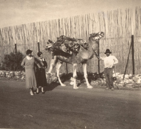EL CAMELLERO DE AGAETE