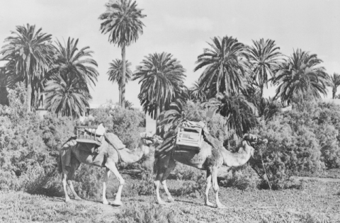 CAMELLOS DE LA CHARCA
