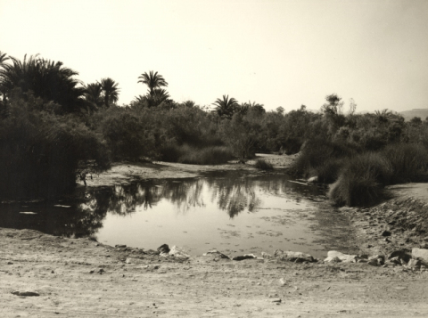 CHARCA DE MASPALOMAS