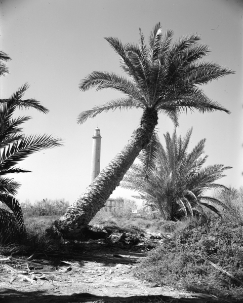 FARO Y PALMERA