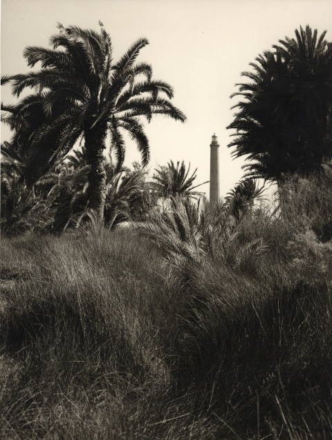 FARO Y PALMERAS