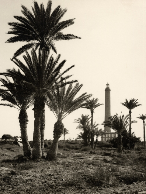 FARO Y PALMERAS