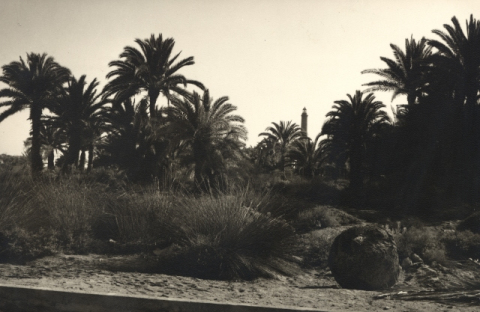 PALMERAS Y FARO