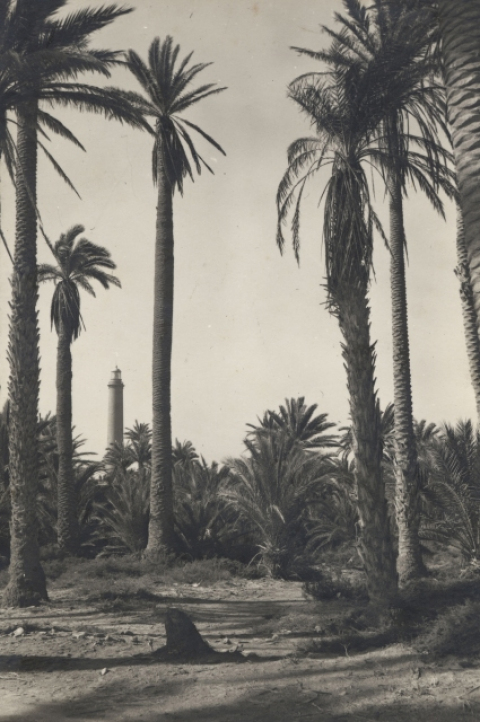 PALMERAS Y FARO