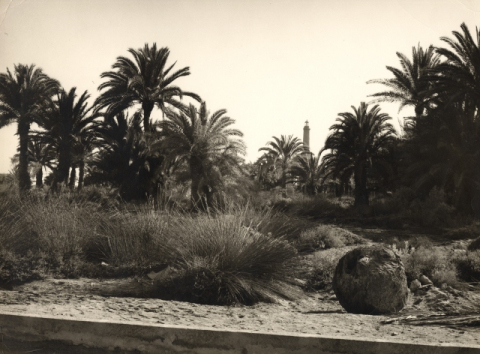 PALMERAS Y FARO