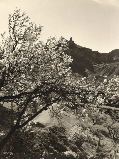 ALMENDRO EN FLOR