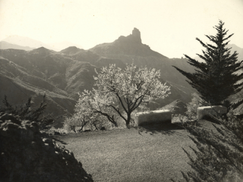ALMENDROS DEL BENTAYGA