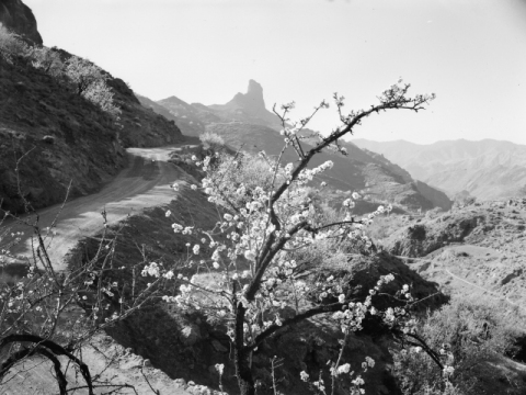 ALMENDROS EN FLOR