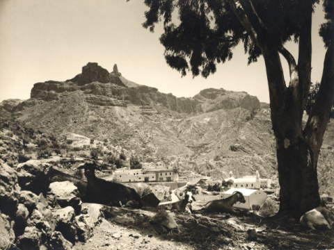 CABRAS DE TEJEDA