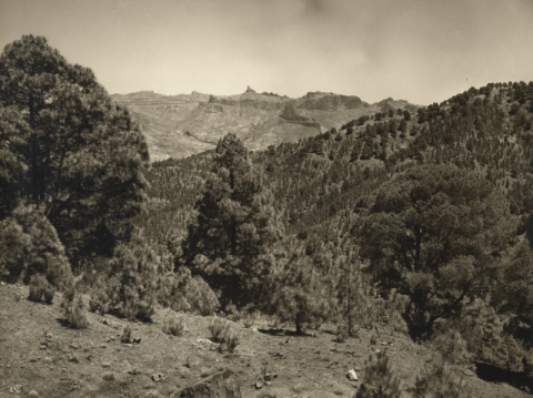 EL PINAR