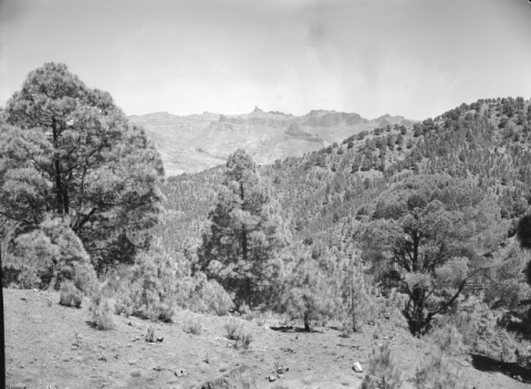 EL PINAR