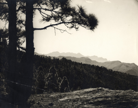 MONTAÑAS Y PINOS