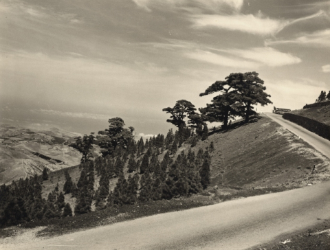 PINOS DE GÁLDAR