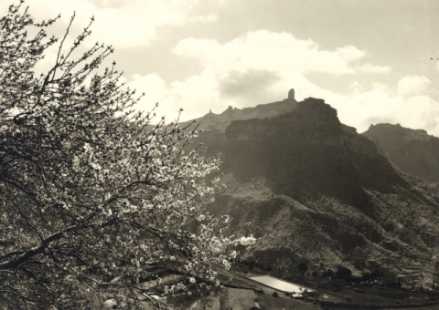 ALMENDROS