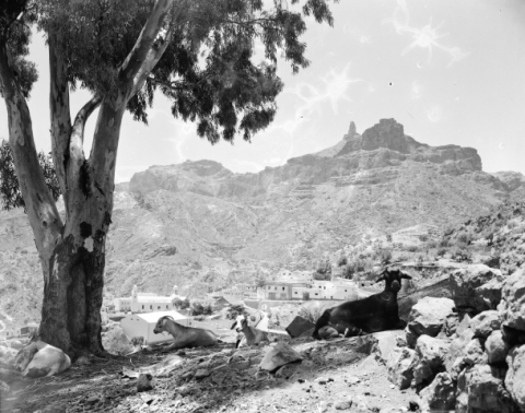 CABRAS DE TEJEDA