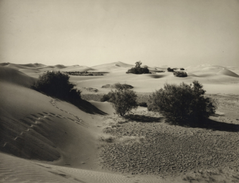 DUNAS Y TABAIBAS
