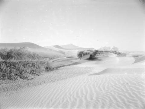 DUNAS