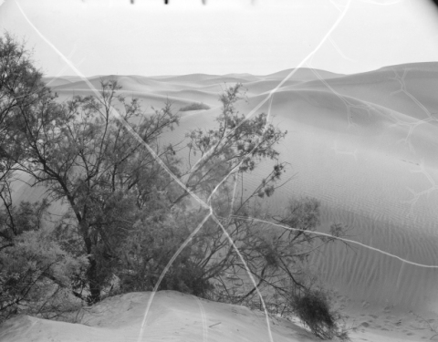 DUNAS