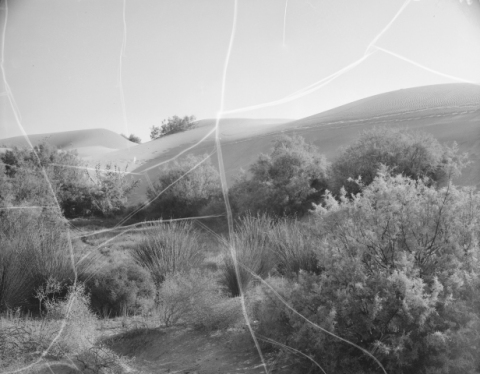 MATORRAL DE LAS DUNAS