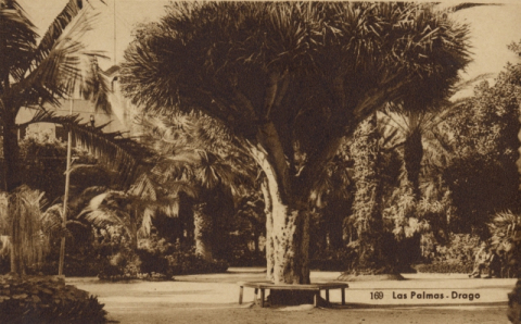 DRAGO  DEL HOTEL SANTA CATALINA