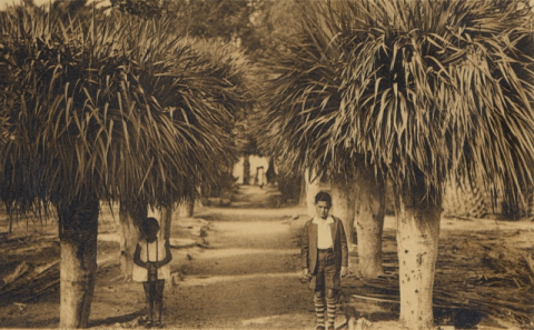 DRAGOS EN LOS JARDINES DE SANTA CATALINA