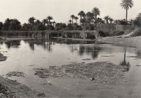 EL PALMERAL DE LA CHARCA