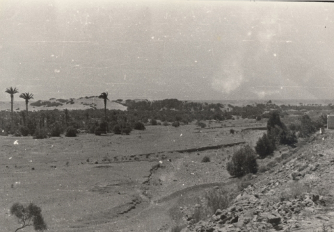 EL PALMERAL DE LAS DUNAS