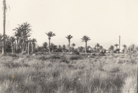 EL PALMERAL