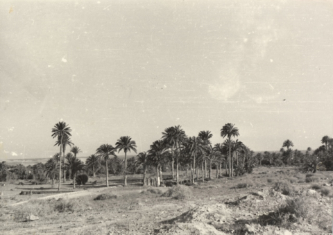 EL PALMERAL